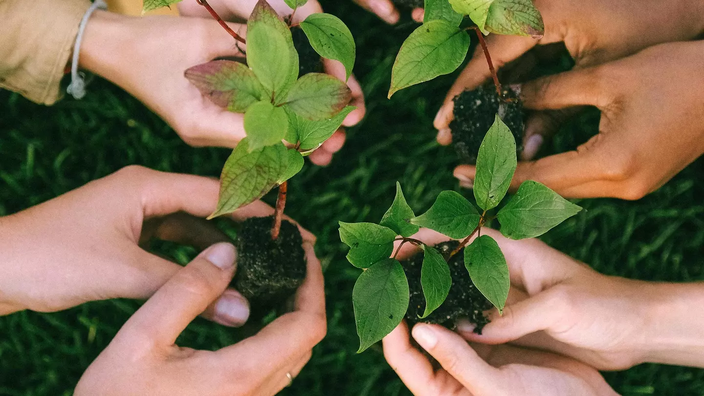 Menschenhände pflanzen grüne Setzlinge in der Natur als Beispiel für das Engagement von KiK zum Thema Umwelt